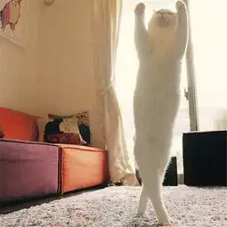 武林绝学猫咪减肥法重出江湖,看完我已笑翻,这要怎么教
