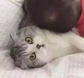 小朋友把猫咪当枕头,猫咪一脸惊讶表情让人笑喷