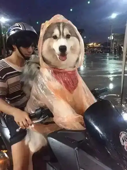 狗我恨老天爷,没事下什么雨