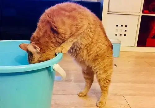 橘猫爱上喝热水,可发现猫咪的新水盆后,主人再也不敢亲猫了