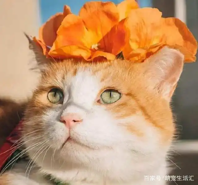 韩国一橘猫被奶奶关怀长大,奇特画风爆红网络,网友好有爱